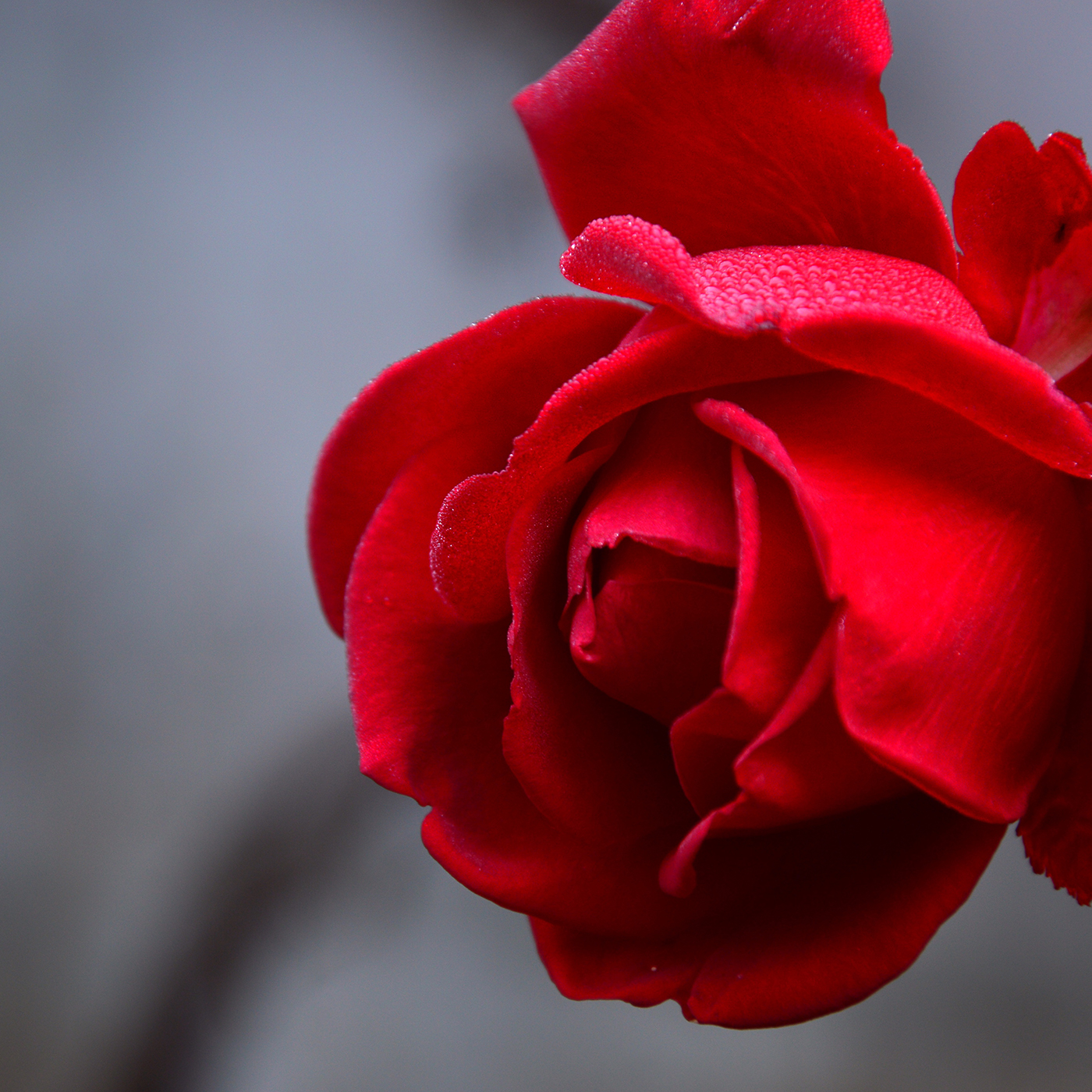 #20 Muttertag und Rosen aus fairem Handel episode artwork