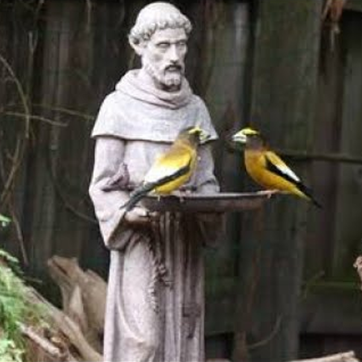 Haus am Dom - Der Podcast