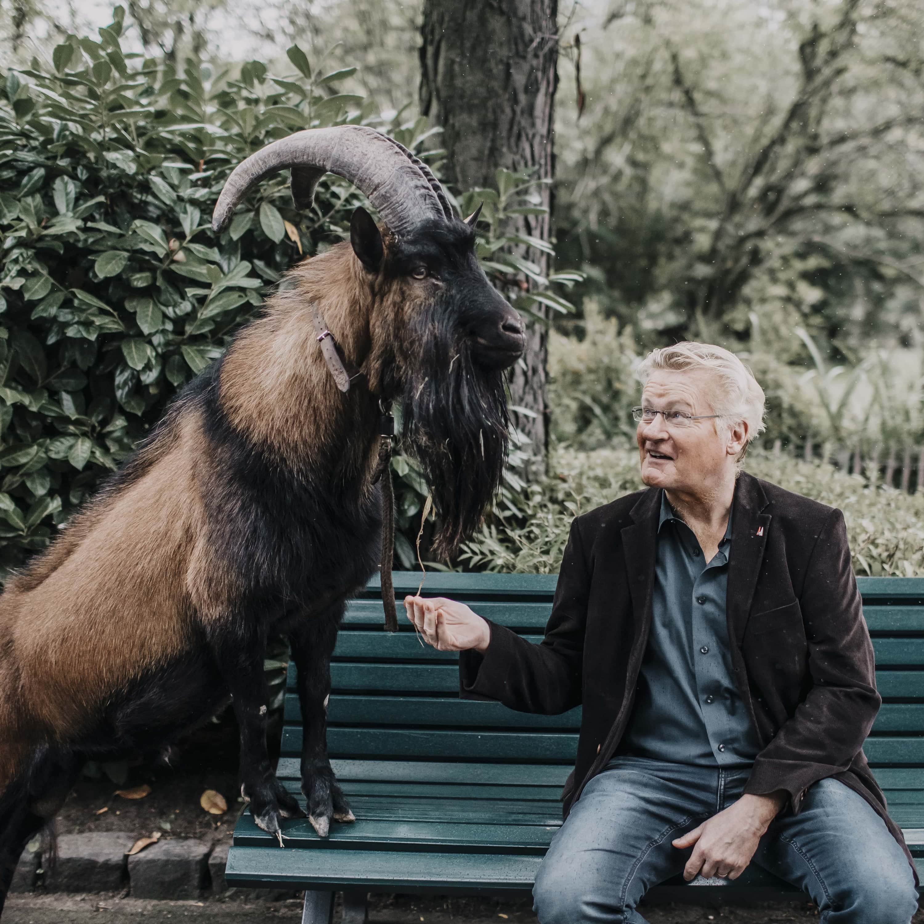 #13 "Neulich bei  Hennes auf der Bank" Young Goats erobern Europa