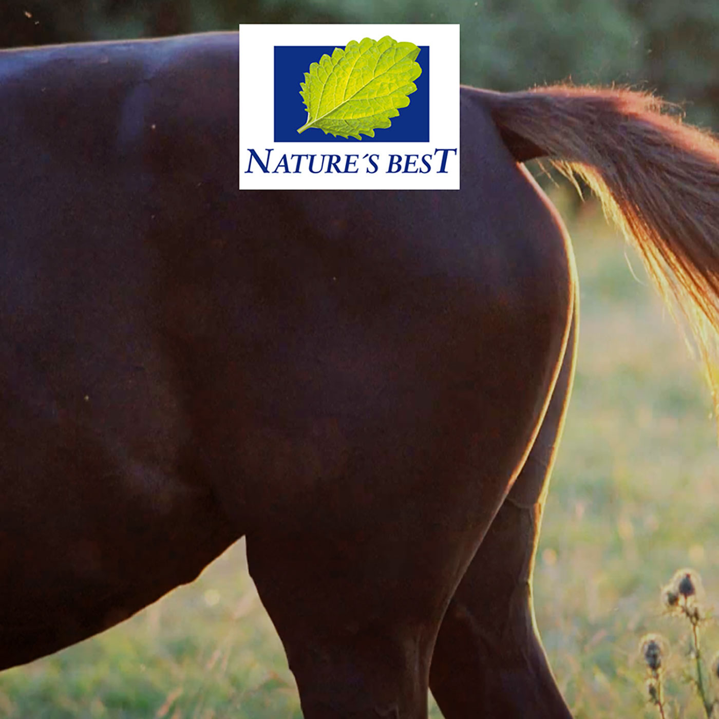 Kotwasser bei Pferden