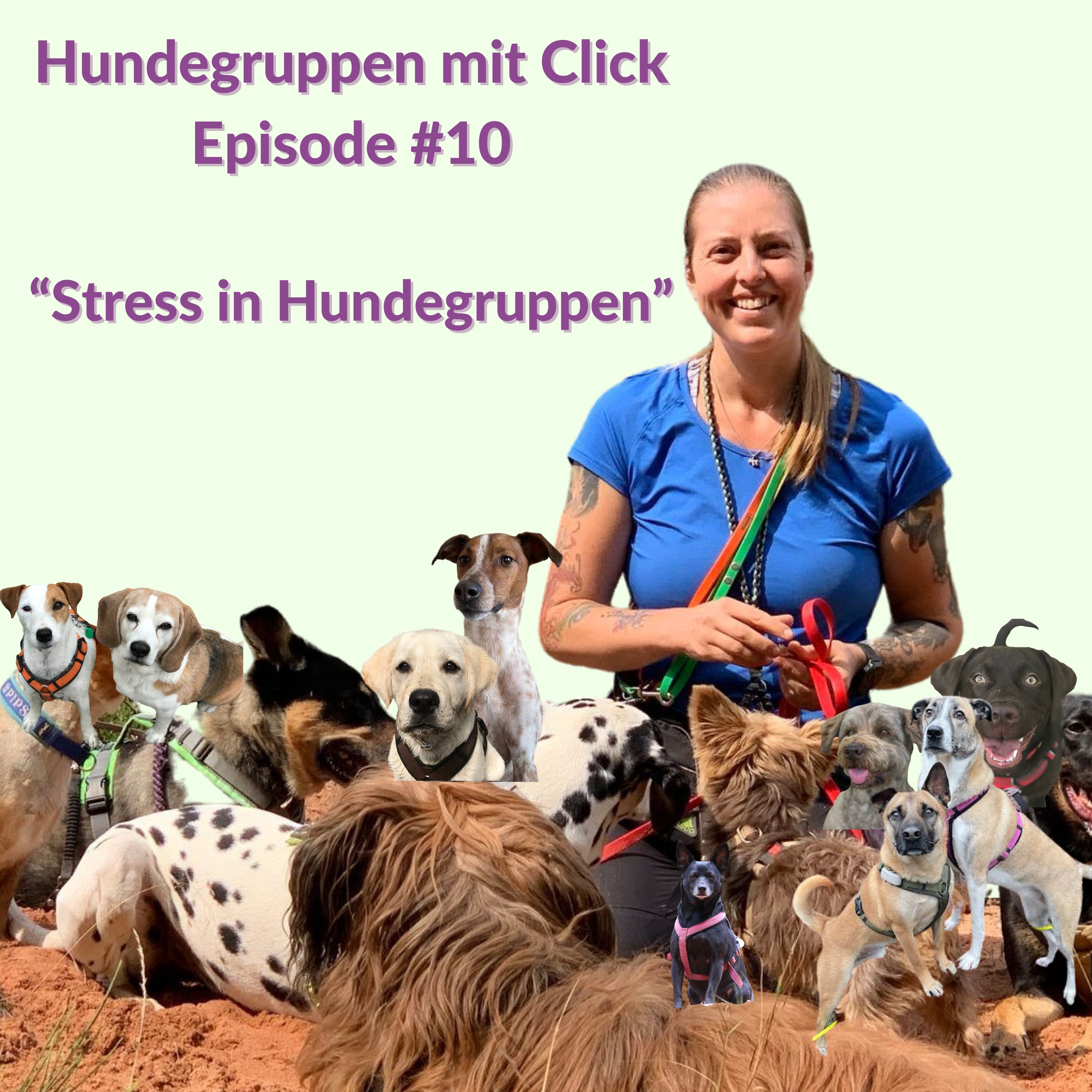 Stress in Hundegruppen episode artwork