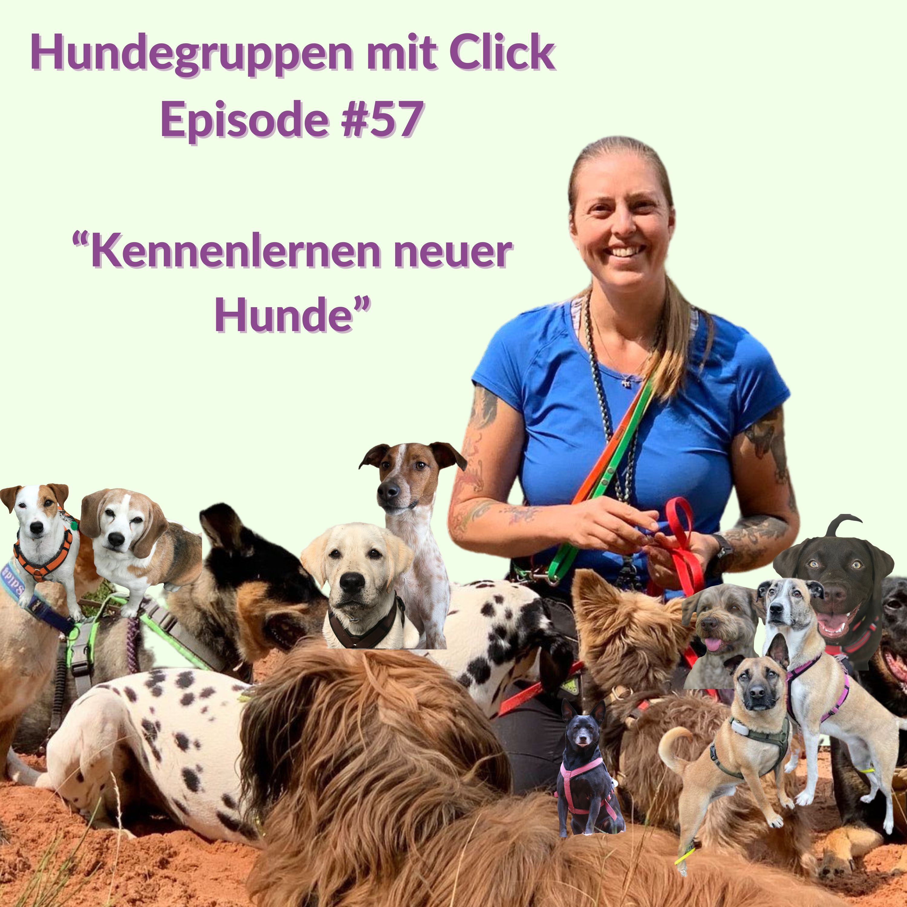 Kennenlernen neuer Hunde episode artwork