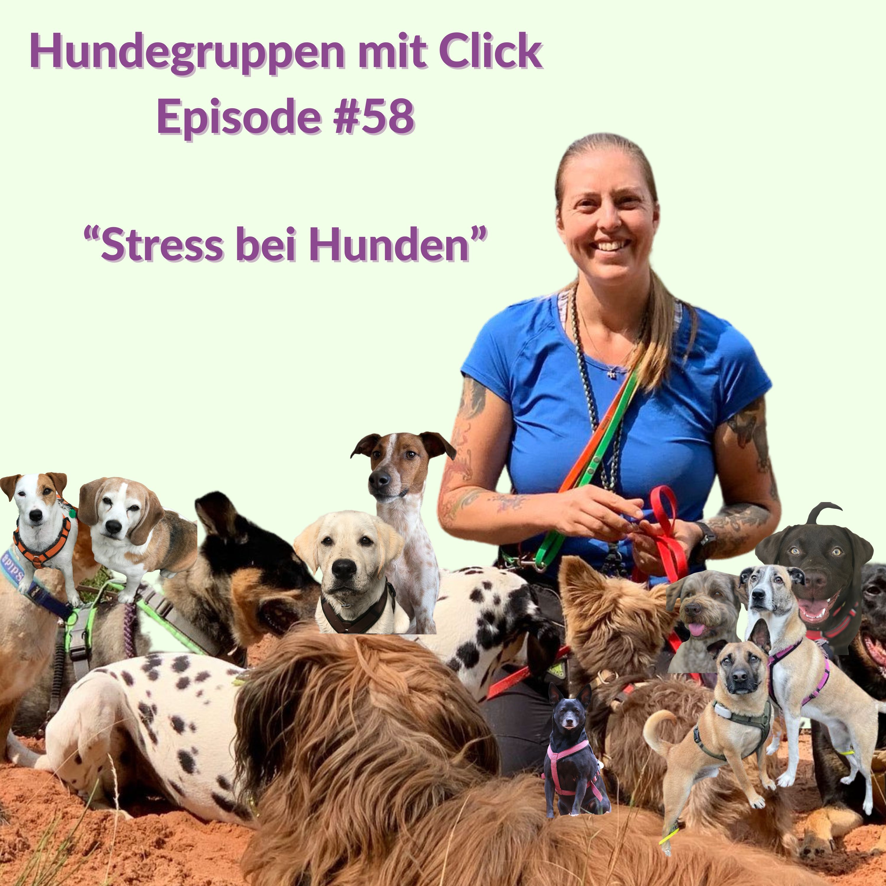 Stress bei Hunden episode artwork