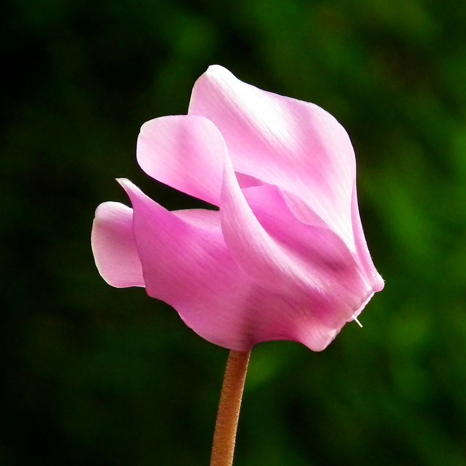 #002 Alpenveilchen wieder zum Blühen bringen