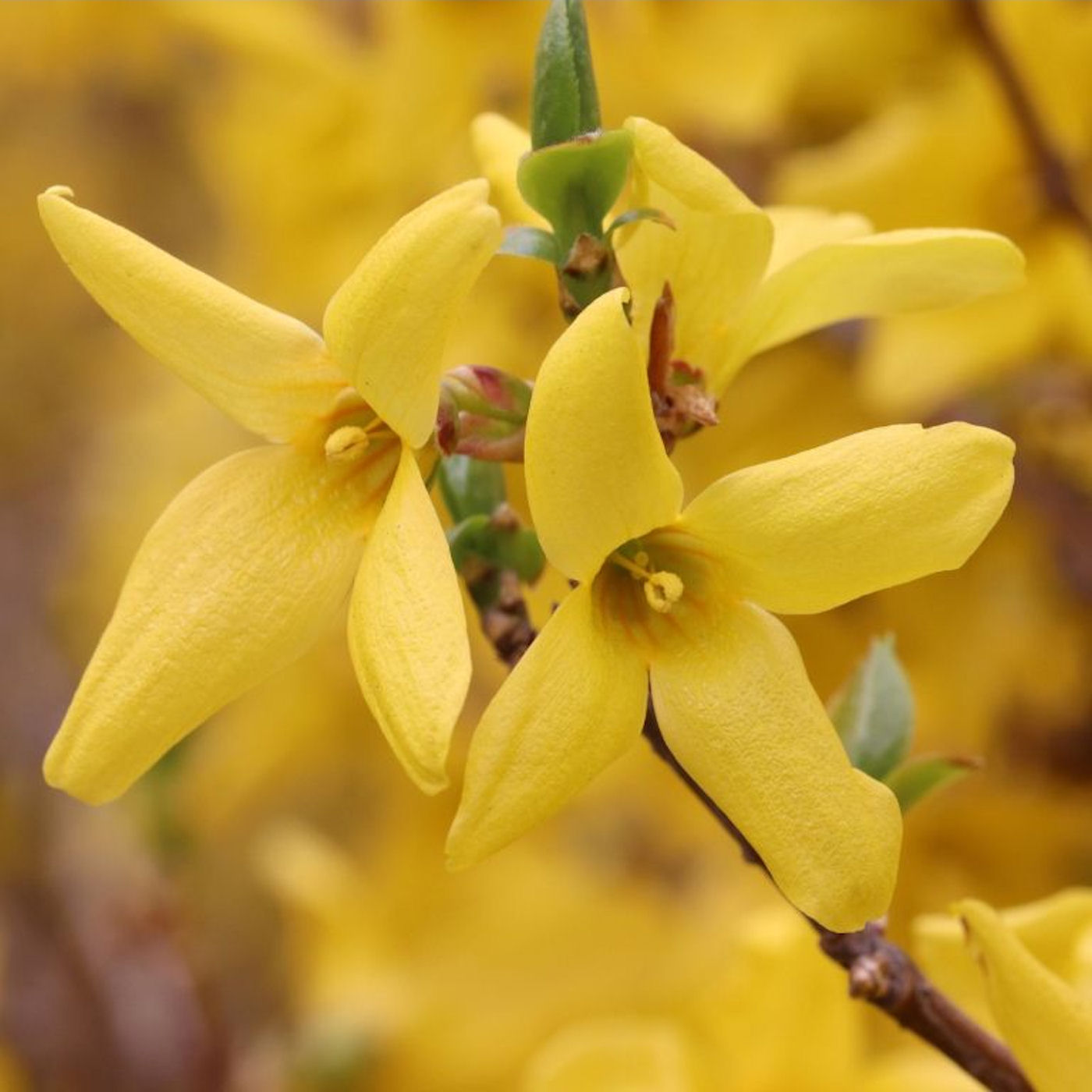 #004 Forsythien & Bienen
